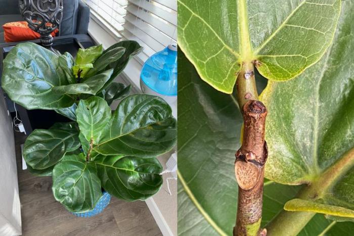 Fiddle leaf fig is not a beginner houseplant