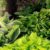 Which Hostas Can Grow in Sun?
