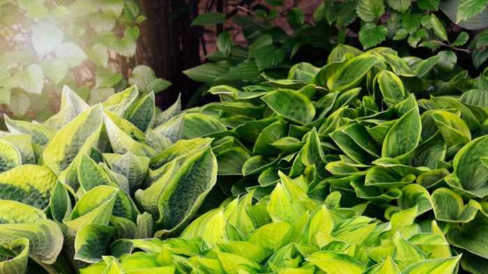 Which hostas can grow in sun