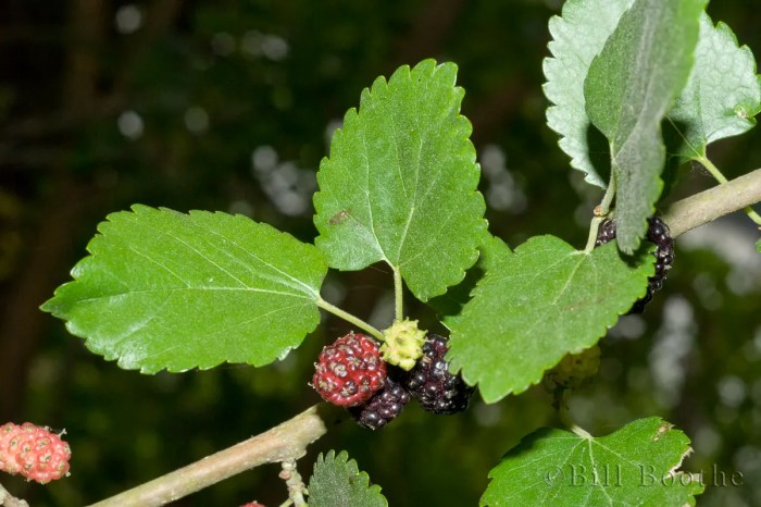 Growing red mulberry trees