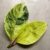 Ficus Shivereana Care Guide Your Complete Guide
