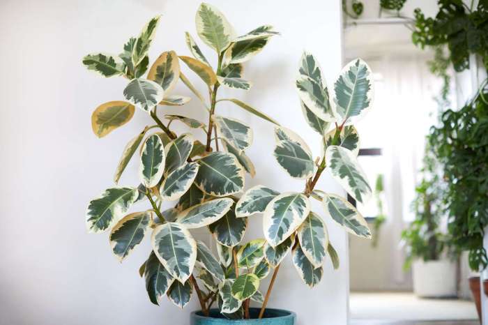 Ficus tineke growing guide