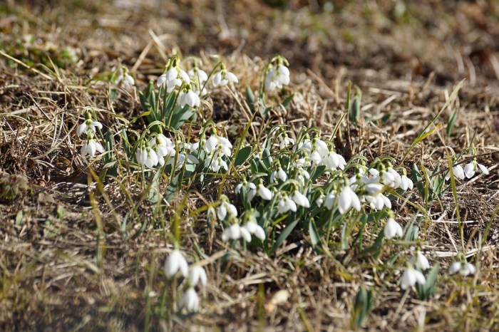 Flowers that look like bells