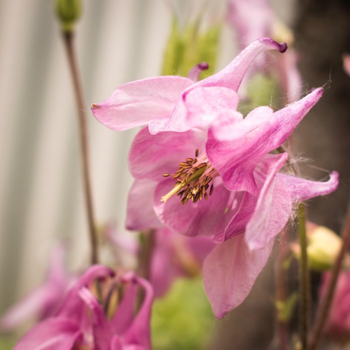 Botany of columbine flowers