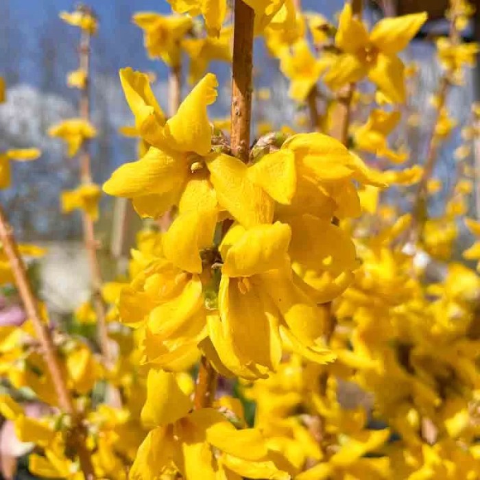 Forsythia x intermedia 'Goldzauber' Forsycja pośrednia Forsythia bushes plants that herald spring