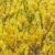 Forsythia Bushes Springs Herald