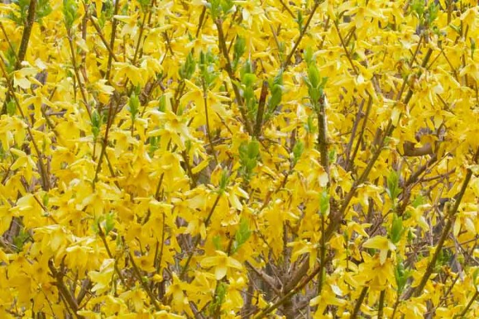 Forsythiaz intermedia (Forsythia) Forsythia bushes plants that herald spring