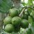 Macadamia Nut Tree Growing Guide A Complete Guide