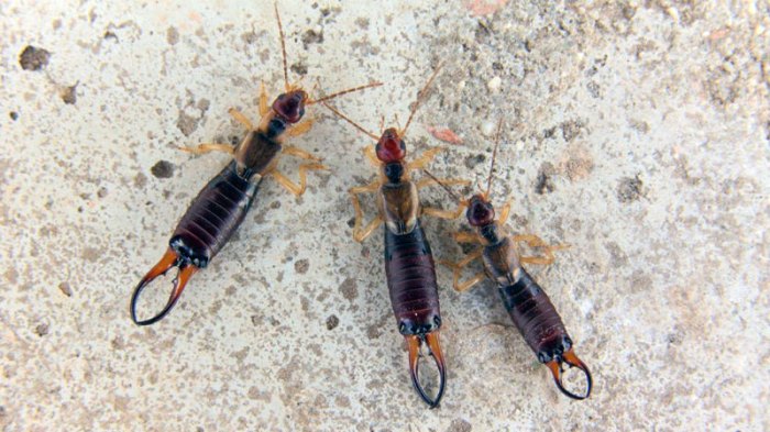 How to i get rid of earwigs
