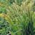 Foxtail Palm Growing Guide A Complete Guide