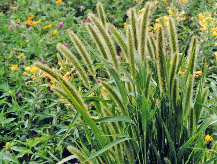 Foxtail palm growing guide