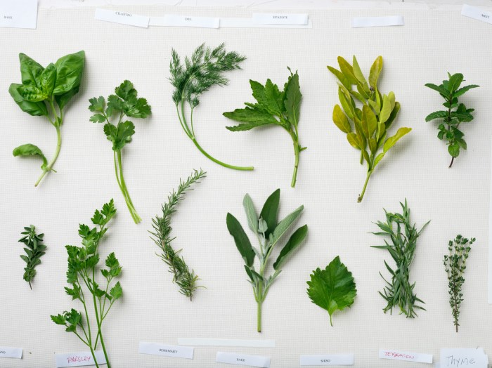 Herb companion planting chart