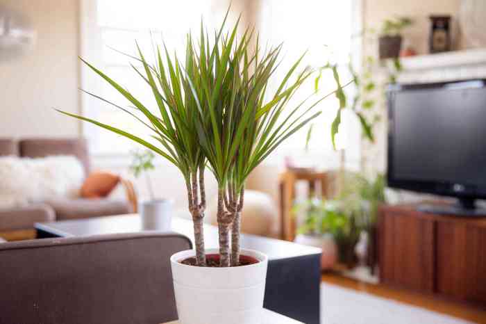 Grow dracaena marginata indoors
