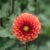 Growing and Caring for Dahlias A Complete Guide