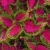 How to Grow Coleus Plants A Complete Guide