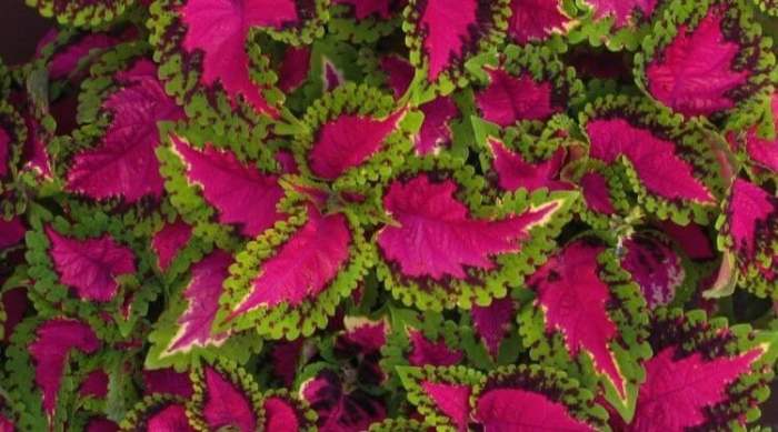 How To Grow And Care For Coleus Plants How to grow coleus plants