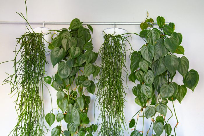 Trailing houseplants: 8 hanging plants for an indoor jungle feel Houseplants minimalists never grow
