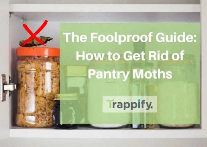How to get rid of pantry moths – Artofit How to get rid of pantry moths