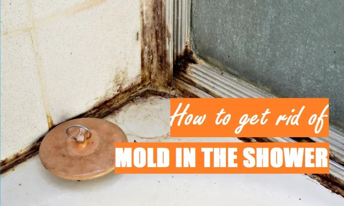 How to get rid of mold in shower