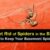 How to Get Rid of Spiders in Basement A Complete Guide
