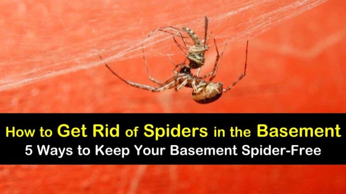 How to get rid of spiders in basement