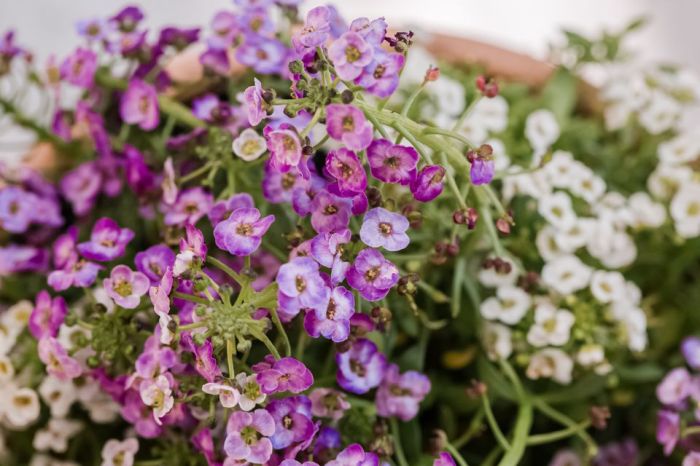 How to grow sweet alyssum
