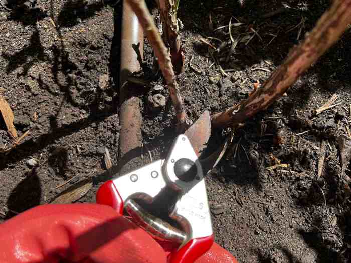 How to prune blueberry bushes