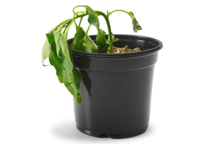 4 Ways To Tell If Your Air Plant Is Dead - Soak And Soil How to tell if your plant is actually dead