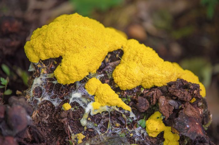 Identifying and controlling dog vomit fungus