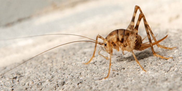 How to get rid of camel crickets