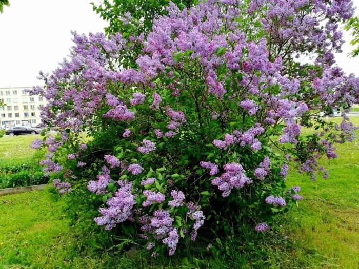 Privet Hedges for Privacy Your Guide