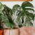 Everything You Need to Know About Variegated Monstera Deliciosas
