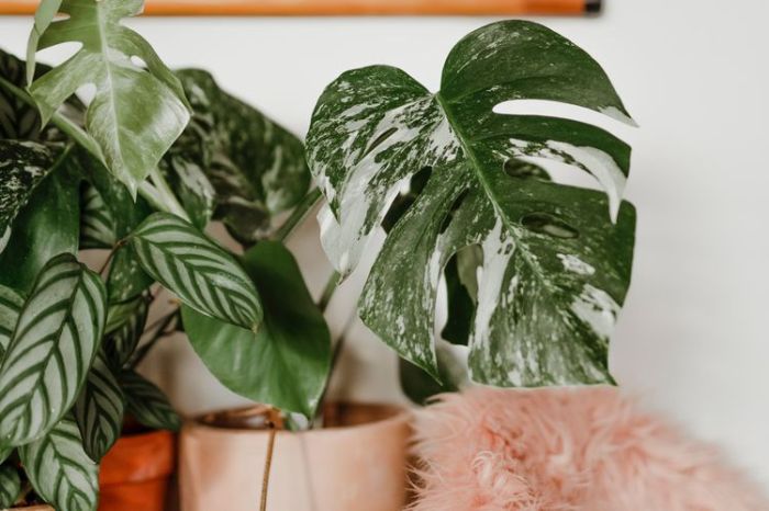 Everything You Need to Know About Variegated Monstera Deliciosas Everything you need to know about variegated monstera deliciosas