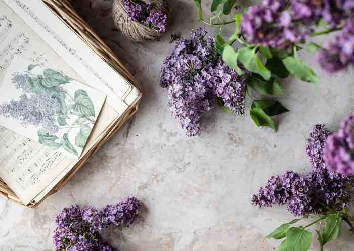 How to grow and care for bloomerang lilac
