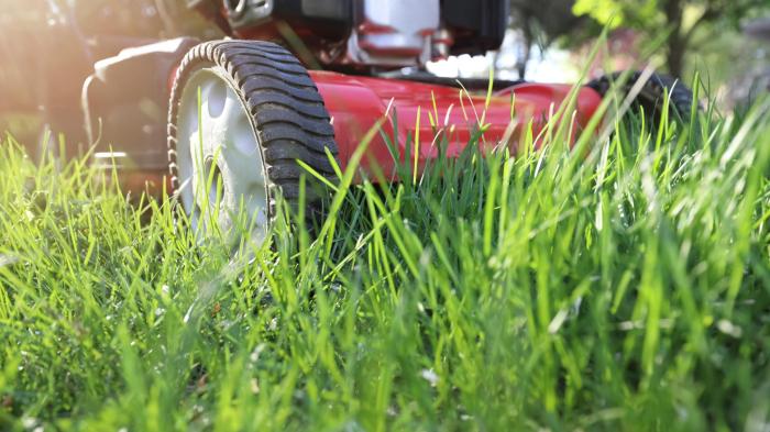 When to mow lawn after seeding