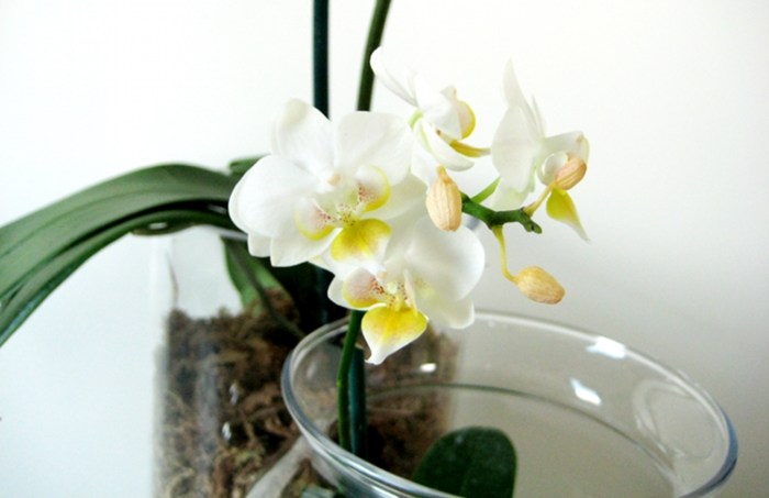 How to make a beautiful orchid terrarium