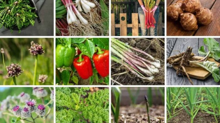 Perennial Vegetables List - 12 Delicious Veggies For Your Garden Gardener favorite perennial vegetables
