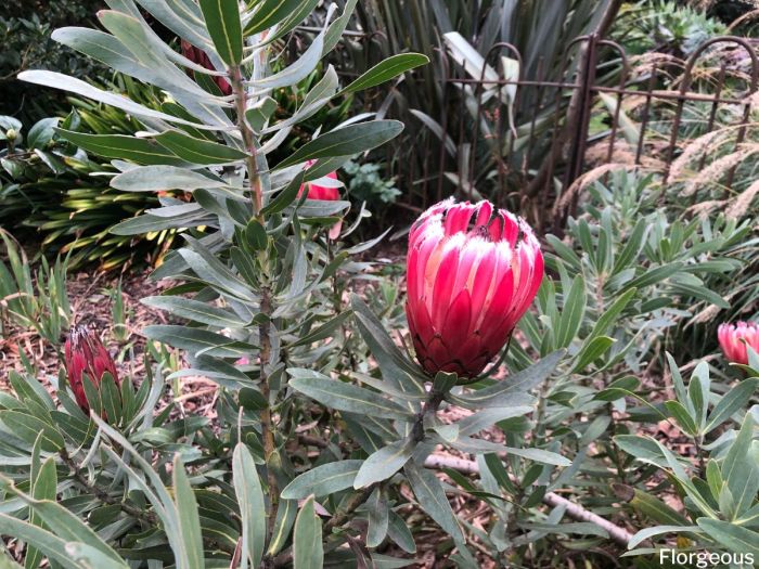 Protea plants growing guide