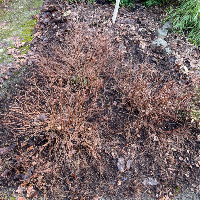 When and how to prune spirea