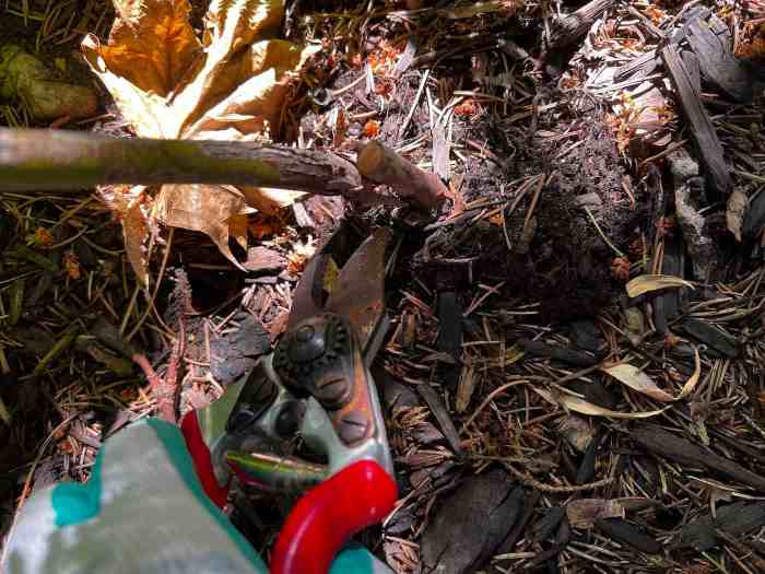 How to prune blueberry bushes