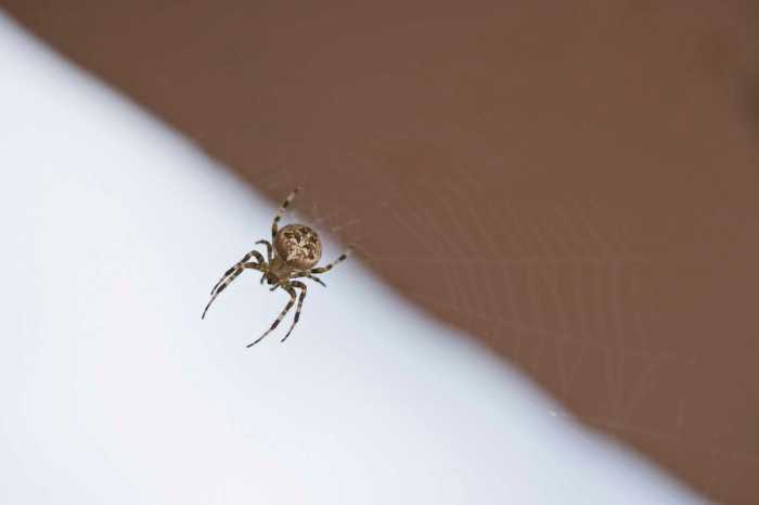 Does diatomaceous earth kill spiders