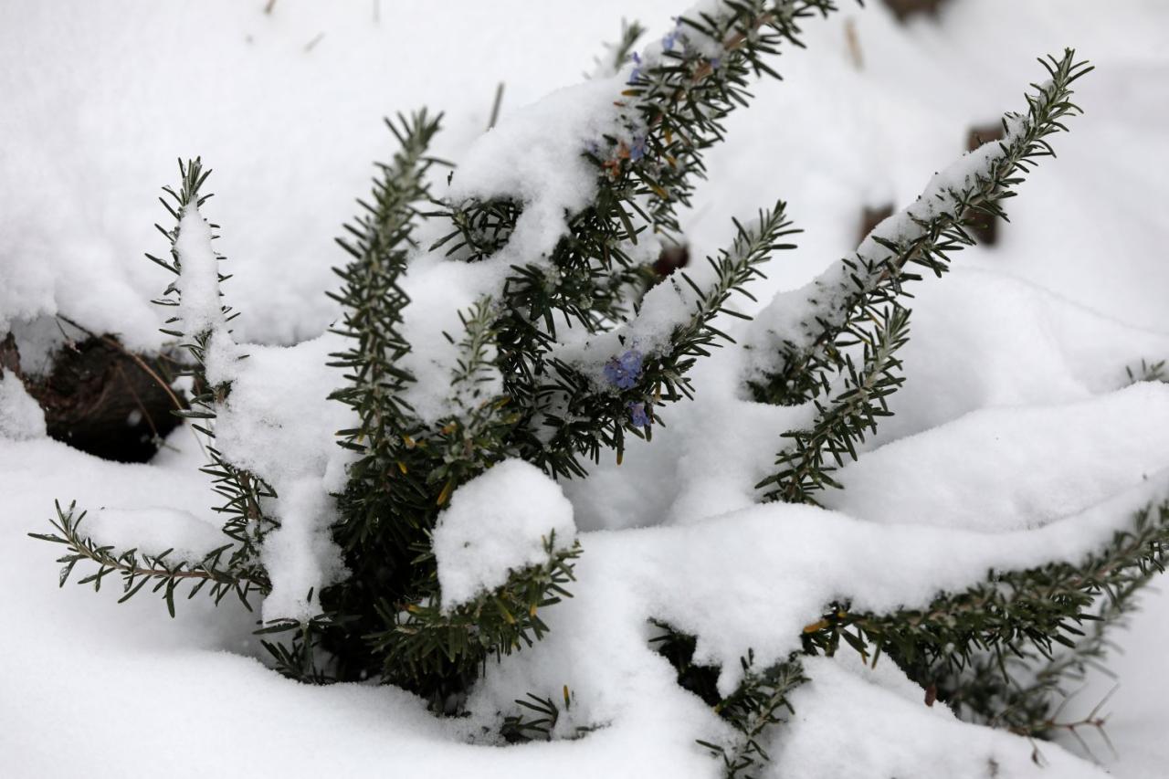 Will rosemary survive winter