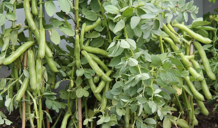 How to grow fava beans