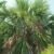 Palm Tree Varieties A Deep Dive