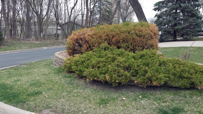 Is deicing salt bad for your lawn