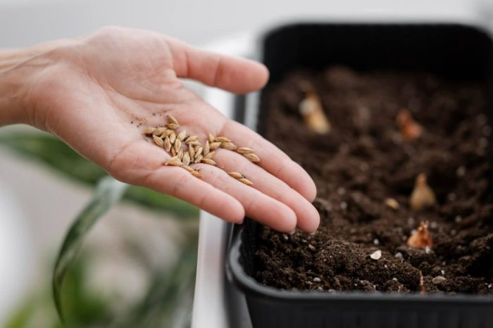 Reasons you should start saving seeds