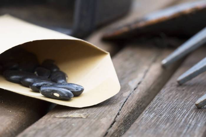 Saving Seeds: A Beginner's Guide - Mike's Backyard Nursery Reasons you should start saving seeds