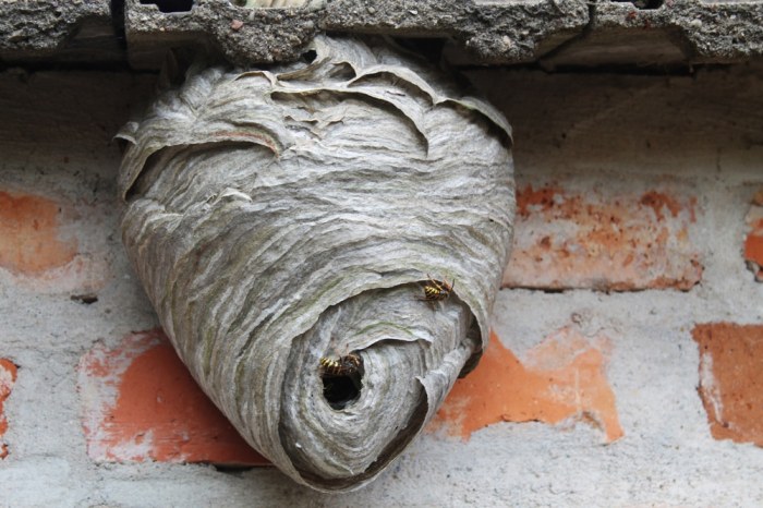 How to get rid of wasp nest