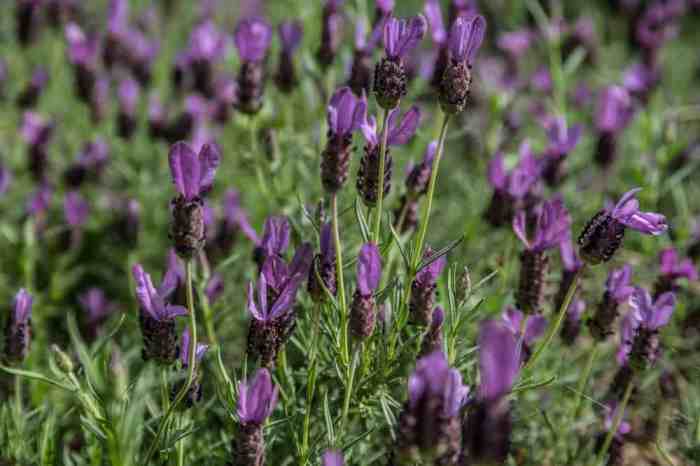 Spanish lavender growing guide