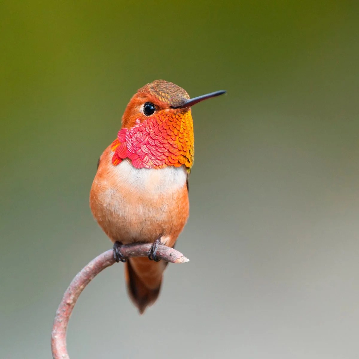 Best plants to attract hummingbirds to your yard